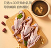 1號會(huì )員店 富硒乳鴿 凈重900g(3只)冷凍有機硒原糧喂養烤乳鴿子燉湯食材 曬單實(shí)拍圖