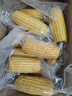2025年?yáng)|北黃甜糯玉米棒真空包裝低脂黃糯大棒甜東北早餐黏苞米 黃糯玉米10支 150-200克 曬單實(shí)拍圖