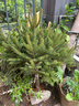 鮮活真圣誕樹(shù)真樹(shù)挪威云杉樹(shù)苗綠植盆栽樹(shù)苗客廳室內商場(chǎng)諾貝香松 高90-110厘米圣誕樹(shù)+盆＋掛件+燈帶 曬單實(shí)拍圖