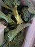 新鮮西蘭花花椰菜青花菜西藍花菜花當季時(shí)令新鮮蔬菜 新鮮青花帶箱2斤【西蘭花】 曬單實(shí)拍圖