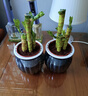 水養文昌竹4支金榜題名富貴竹水培植物帶根綠植室內盆栽竹子盆景 【2盆裝】富貴文昌竹【4支】灰色繁星自吸盆 +金榜題名吊牌 曬單實(shí)拍圖