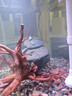 燕之雁 魚(yú)缸造景棲根 水陸缸莫斯樹(shù)骨架狀似杜鵑根 棲木沉木蜘蛛木2個(gè) 曬單實(shí)拍圖