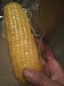 京鮮生 東北黃玉米凈重3.6斤 8根*220g+ 真空包裝加熱即食 源頭直發(fā) 曬單實(shí)拍圖