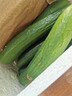 山東壽光水果黃瓜生吃脆新鮮荷蘭青瓜當季無(wú)刺小黃瓜源頭直發(fā) 精品水果黃瓜 2斤 曬單實(shí)拍圖