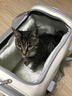 KimPets冬季貓包保暖外出貓咪提包便攜出行寵物單肩包秋冬天保暖外帶用品 【暖冬雙肩包 憨憨熊】12斤內 可拆洗 曬單實(shí)拍圖