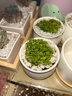 行湘多肉植物肉肉花卉植物桌面盆栽 黃金草+小米缸陶瓷盆 源頭直發(fā) 曬單實(shí)拍圖