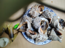 蟹君寶海螺鮮活特大新鮮海捕超大號螺帶黃貝類(lèi)海鮮水產(chǎn)大全3斤裝順豐 特大號2斤裝（約2-4個(gè)/斤） 曬單實(shí)拍圖
