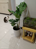 臨雅提根龜背竹綠植盆栽室內客廳桌面大型凈化空氣懶人好養活高級植物 提根龜背竹70-90cm+圓柱樹(shù)脂盆 曬單實(shí)拍圖