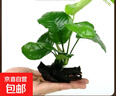 魚(yú)缸懶人水草植物淡水有莖草缸造景水族箱中后景水族套餐包郵 大葉榕單頭2顆（無(wú)需底砂） 曬單實(shí)拍圖