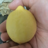 立始四川安岳黃檸檬皮薄多汁新鮮檸檬應季水果特產(chǎn) 凈重2斤實(shí)惠裝(50-90g) 曬單實(shí)拍圖