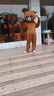 梵科賽網(wǎng)紅熊人偶服抖音熊玩偶服成人表演服兒童卡通布朗熊熊人偶服裝 可愛(ài)熊 155-165cm 曬單實(shí)拍圖