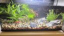 米家（MIJIA）智能生態(tài)魚(yú)缸還原自然生態(tài) 智能魚(yú)缸+濾芯套裝 曬單實(shí)拍圖