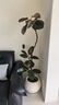 花城水調黑金剛橡皮樹(shù)客廳綠植大盆栽造型室內四季好養辦公室陽(yáng)臺大型植物 橡皮樹(shù)1.3-1.5m+原土膠盆 曬單實(shí)拍圖