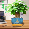 陽(yáng)凈【陶瓷盆】發(fā)財樹(shù)盆栽他批室內植物大棵客廳招財植物前臺綠植喬遷 【5年精品】S級三桿發(fā)財樹(shù)(原盆+招財吊牌) 曬單實(shí)拍圖