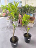 沃柑樹(shù)苗地栽盆栽南方北方種植橘子樹(shù)苗柑桔果樹(shù)苗嫁接沙糖桔樹(shù)苗 沃柑4年苗【帶土帶葉發(fā)貨】 80cm(含)-89cm(含) 曬單實(shí)拍圖