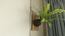鳥(niǎo)巢蕨蕨類(lèi)植物盆栽室內辦公室網(wǎng)紅北歐風(fēng)四季綠植新奇好養活花卉 木板苔蘚球板植鹿角鳥(niǎo)巢蕨 曬單實(shí)拍圖
