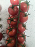 京鮮生串收櫻桃番茄 散串禮盒1.5kg 現摘現發(fā)西紅柿  非轉基因 源頭直發(fā) 曬單實(shí)拍圖