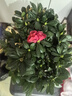 杜鵑花四季開(kāi)花杜鵑盆栽杜鵑花苗陽(yáng)臺客廳帶花苞懶人花卉 1盆【原土原盆】 曬單實(shí)拍圖