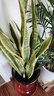 金邊虎皮蘭室內大型綠植客廳新房裝修辦公室盆栽四季常青虎尾蘭 金邊虎皮蘭15-20株/0.9-1米-原盆 曬單實(shí)拍圖