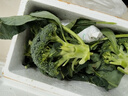 新鮮西蘭花花椰菜青花菜西藍花菜花當季時(shí)令新鮮蔬菜 新鮮青花帶箱3斤【西蘭花】 曬單實(shí)拍圖