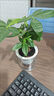 兮月發(fā)財樹(shù)小盆栽花卉辦公室桌面綠植室內客廳陽(yáng)臺盆景四季好養金錢(qián)樹(shù) 三桿發(fā)財樹(shù)【早安吸水盆】 曬單實(shí)拍圖