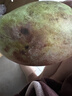 集南鮮 凱特芒果 四川攀枝花芒果當季大青皮黃皮大芒果新鮮水果整箱 含箱5斤  單果500g起  凈重4.5斤 曬單實(shí)拍圖