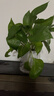 【自動(dòng)吸水】綠蘿盆栽室內植物吸甲醛辦公室客廳綠植花卉盆栽綠籮 1盆小綠蘿+塑料早安盆1個(gè)+內籃1個(gè)+吸水繩 曬單實(shí)拍圖