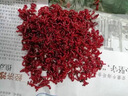 夢(mèng)達鮮活紅蟲(chóng)特大號公蟲(chóng)活體活餌喂魚(yú)餌拉餌鯽魚(yú)野釣餌料釣魚(yú)蚯蚓 【中通】特大紅蟲(chóng)30克(無(wú)贈品) 曬單實(shí)拍圖