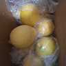 立始四川安岳黃檸檬皮薄多汁新鮮檸檬應季水果特產(chǎn) 凈重2斤實(shí)惠裝(50-90g) 曬單實(shí)拍圖