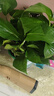 雙盟綠蘿盆栽除甲醛花卉綠植辦公室新房?jì)艋諝?80加侖4盆裝源頭直發(fā) 曬單實(shí)拍圖