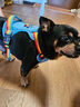 煦凜日本牽引繩貓咪背心式胸背防掙脫繩子寵物小型犬胸背帶外出遛狗繩 彩虹色-單胸背【不勒脖、防掙脫、輕量化】 XXS【適合胸圍33-43cm推薦4-10斤】 曬單實(shí)拍圖