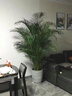 泰西絲袖珍椰子盆栽散尾葵大型綠植袖珍椰子1-1.2m【白螺紋盆】源頭直發(fā) 曬單實(shí)拍圖