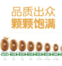 佳沛（zespri）新西蘭  陽(yáng)光金奇異果巨大果22粒原箱 單果重約144-175g 獼猴桃 曬單實(shí)拍圖