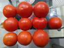 新鮮沙瓤西紅柿自然成熟現摘現發(fā)番茄下蔬菜生鮮減肥單果80g+ 新鮮西紅柿 3斤 凈重 曬單實(shí)拍圖