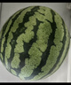 【產(chǎn)地直采】麒麟奶油西瓜 約4.5kg 曬單實(shí)拍圖