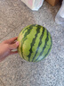 西亳正宗冰糖 無(wú)籽麒麟西瓜 香甜多汁 新鮮水果 無(wú)籽麒麟瓜 7-9斤/1個(gè) 曬單實(shí)拍圖
