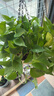 長(cháng)藤綠蘿垂吊綠植室內吊蘭吸甲醛凈化空氣綠植盆栽稀有綠蘿盆栽 【盆口直徑16厘米】長(cháng)藤白盆綠蘿1盆送肥料 曬單實(shí)拍圖