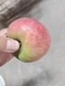 南步正宗東北國光小蘋(píng)果 遼寧特產(chǎn)五蓮國光老品種笨蘋(píng)果新鮮孕婦水果 10斤 精選小果【約48個(gè)】 曬單實(shí)拍圖