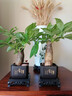 【帶盆高度約15-25cm】發(fā)財樹(shù)盆栽室內植物客廳辦公室吸甲醛好養 單桿發(fā)財樹(shù)+塑料四方舍得盆+小方底座 花盆直徑約8cm 曬單實(shí)拍圖