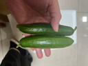 山東壽光水果黃瓜生吃脆新鮮荷蘭青瓜當季無(wú)刺小黃瓜源頭直發(fā) 精品水果黃瓜凈重 4.5斤 曬單實(shí)拍圖