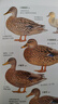 中國國家地理鳥(niǎo)類(lèi)科普圖鑒 觀(guān)鳥(niǎo)手冊鳥(niǎo)類(lèi)行為科普讀物 鴨類(lèi)識別圖鑒 曬單實(shí)拍圖