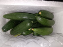 山東壽光水果黃瓜生吃脆新鮮荷蘭青瓜當季無(wú)刺小黃瓜源頭直發(fā) 精品水果黃瓜 2斤 曬單實(shí)拍圖