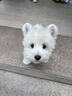 西高地幼犬純種軟毛剛毛雙血統賽級寵物狗活體西高地白梗狗中小型 血統級 母 曬單實(shí)拍圖