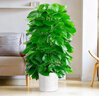 愛(ài)優(yōu)尚大葉綠蘿柱盆栽客廳大型綠植辦公室內除甲醛凈化空氣綠籮源頭直發(fā) 曬單實(shí)拍圖