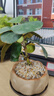 八芽盆栽小盼菩提樹(shù)植物室內禪意盆景辦公室桌面好養綠植源頭直發(fā)包郵 蓮花盆菩提（含紫砂托盤(pán)） 曬單實(shí)拍圖
