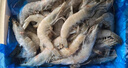 京東超市 海外直采厄瓜多爾白蝦 鹽凍 凈重4斤 60-80只/盒 自營(yíng)火鍋食材 曬單實(shí)拍圖