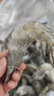 北海灣 蝦 青島大蝦鮮活冷凍基圍蝦 蝦類(lèi) 海鮮水產(chǎn)生鮮白蝦青蝦海蝦對蝦 氣凍大蝦 3斤(凈重)  15-17cm【單只凍 無(wú)冰衣】 曬單實(shí)拍圖