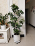 大型盆栽各種植物發(fā)財樹(shù)金錢(qián)樹(shù)綠蘿慶典喬遷盆景綠植辦公室內客廳 造型鴨腳木1.2-1.4米【聚寶盆】 含盆 曬單實(shí)拍圖