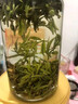 霍將軍桐城小花2025新茶葉特級安徽正宗龍眠山綠茶自己喝茶葉250克罐裝 明后優(yōu)選500克罐裝【4A品質(zhì)】 曬單實(shí)拍圖
