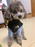 JCZS狗面棉服冬季寵物小狗狗棉衣服秋冬款小型犬泰迪比熊保暖加厚 邦迪藍(可牽引) XS(建議體重1-3斤) 曬單實(shí)拍圖